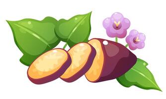 Sweet potato and yam. Set of vegetables in different forms. Yellow vegetable with purple skin in whole form, cut in half, and in circles, foliage and flower of sweet potato. vector