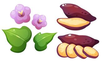 illustration of sweet potato and yam. Set of vegetables in different forms. Yellow vegetable with purple skin whole, cut in half, and in circles, foliage and flower of sweet potato. vector
