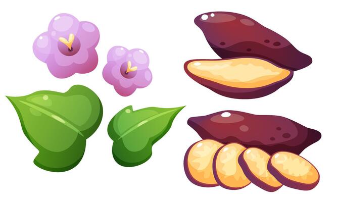 illustration of sweet potato and yam. Set of vegetables in different forms. Yellow vegetable with purple skin whole, cut in half, and in circles, foliage and flower of sweet potato.