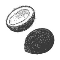 coconuts illustrations isolated on white background. Design elements for logo, label, badge, sign. illustration vector