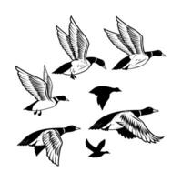 Set of illustrations of wild duck, mallard. Duck hunting, ducking vector