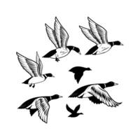 Set of illustrations of wild duck, mallard. Duck hunting, ducking vector