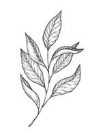 Hand drawn illustration of a twig with leaves. Single black and white element. Line art, drawing of a tea twig with leaves. Green, black tea, traditional hot drink vector