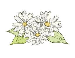 bouquet with daisies and greenery, branches and leaves. Illustration, linear drawing, color hand-drawn graphics. Design and packaging, healthy plant, natural ingredient vector