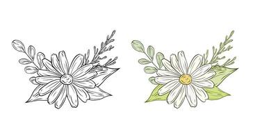 set bouquet with chamomile leaves and greenery. Composition with daisy flowers. Color and black and white graphics, illustration for design and decoration. vector