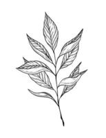 Hand drawn illustration of a twig with leaves. Single black and white element. Line art, drawing of a tea twig with leaves. Green, black tea, traditional hot drink vector