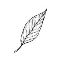 realistic leaf. Hand drawn graphic, botanical illustration. Tea leaf. Black and white drawing of a single element. vector