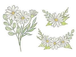 Set of color bouquets of chamomile with leaves and greenery. Hand drawn graphics, color compositions with daisy flowers. Design and decoration of cosmetics, herbal tea packaging. vector