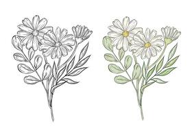 set bouquet with chamomile leaves and greenery. Composition with daisy flowers. Color and black and white graphics, illustration for design and decoration. vector