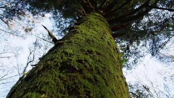 Tree Trunk With Green Moss In The Mountains video