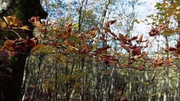 Tree Leaves Slowly Moving With Autumn Orange Colors video