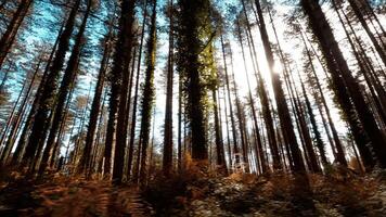 Silhouette Of Thin And Slender Trees In The Park Of Calabria In Aspromonte video