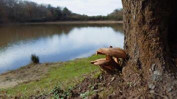 Mushrooms Near Lake Zomaro Alongside The Roots Of A Tree In The Mountains video