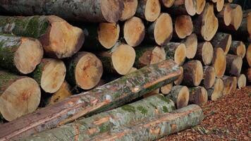 Deforestation concept with arranged tree cut log in moutain video