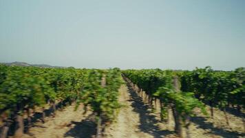Speed And Movement In The Green Italian Field video