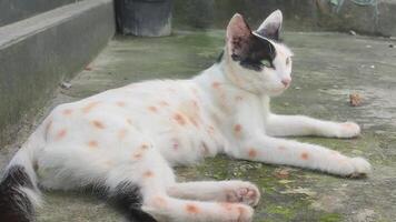Cat take rest at outside video