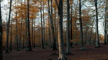 Slow Movement In The Middle Of The Forest video