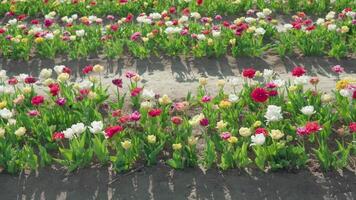 Double tulips planted in long rows on sunny spring day video