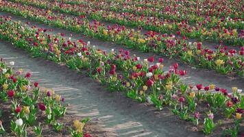 Blooming tulips planted in long rows on plantation in spring video
