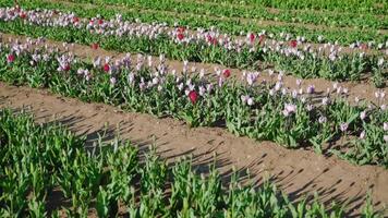 Light violet and bright pink tulips grow in field long rows video
