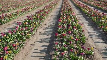 Aisles and rows with multi-colored tulips on plantation video