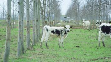 Cows with black spots stand near bare trees grown in rows video