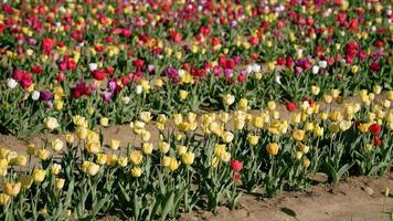 Multi-colored tullips planted in long rows in garden video