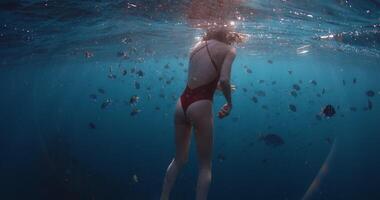 Freediver woman swims with tropical fishes in blue ocean. Underwater view video