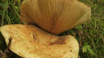 Two red pine mushroom in the woods video