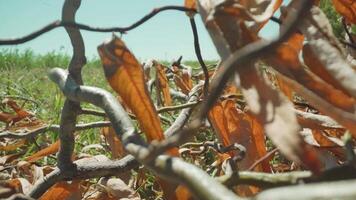Tree branch with autumn leaves on the ground video
