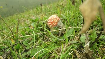 Small poisonous mushroom in the grass video