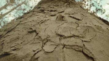 Embossed bark of high old tree growing in park in autumn video