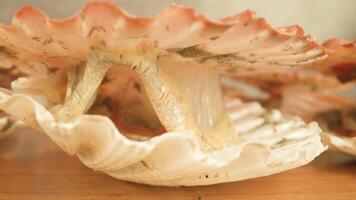 Live mollusk with pink shell on wooden table in studio video