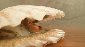 Sea scallop with opened shell on table against studio walls video