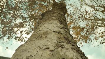 High tree with embossed bark and long branches in autumn video