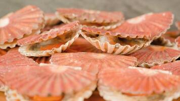Shell of live scallops opens and closes lying on table video