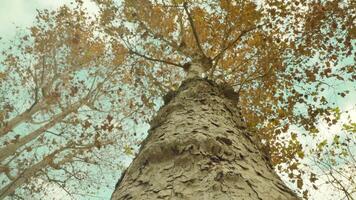 Tree trunk covered with embossed bark in autumn park video