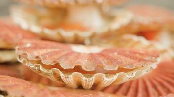 Live shellfish opens and closes shell lying in pile on table video