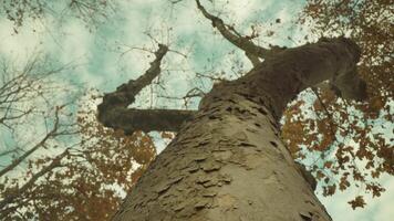 High tree with thin trunk branches and yellowed leaves video
