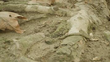 Thick roots of old tree protruding from dry ground in autumn video