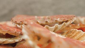 Shellfishes open and close muscle lying in heap on table video