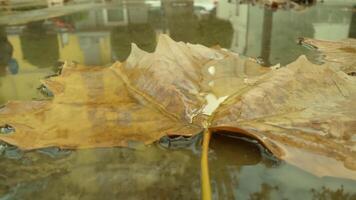 Puddle reflecting city buildings with maple tree leaves video