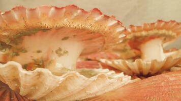 Opened shell valves of live scallops in studio macro video