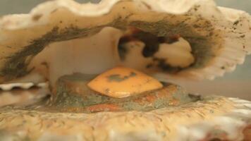 Interior of live shellfish with open muscle on table surface video