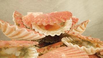 Pile of opened shells of bivalve mollusks lying in studio video