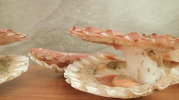 Scallops with spotted pink shells and clam mantle lie open video