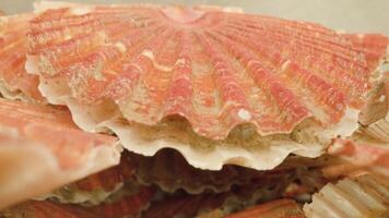 Live seashell opens shell lying in pile against studio wall video