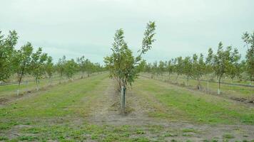 Long rows of chestnut trees on plantation in light wind video