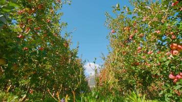 Grass path spreads along rows of apple trees under blue sky video