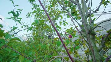 Apples grow on lush trees at plantation under protective net video